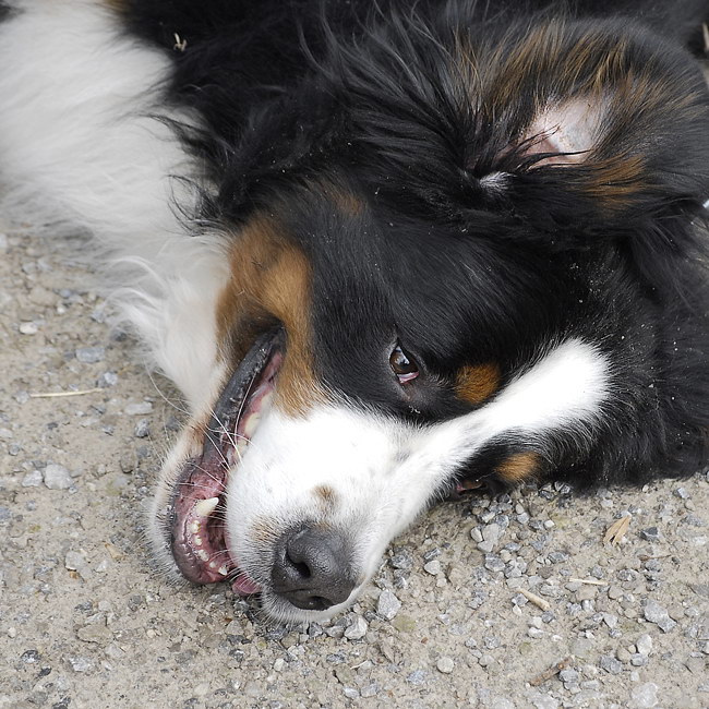 Anton_DDC2434 Kopie.jpg   26.04.jpg